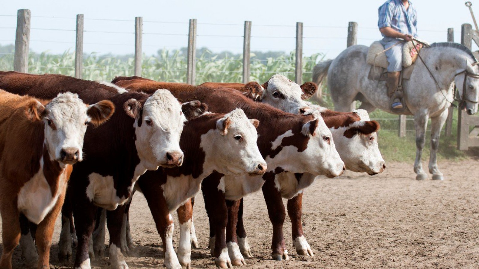 El gobierno prevé un aumento del 50% en la producción de carne