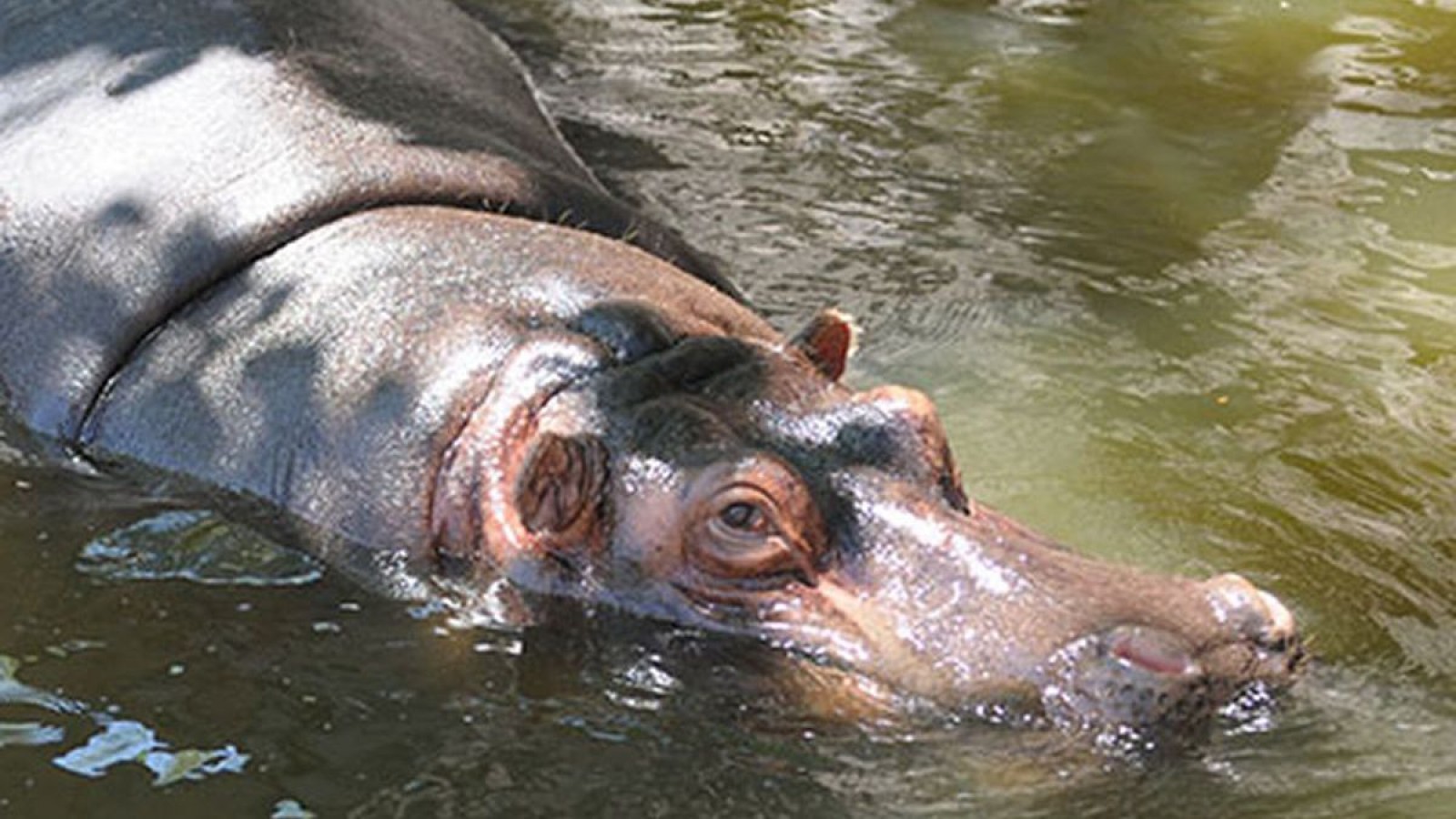 Ecoparque de la muerte