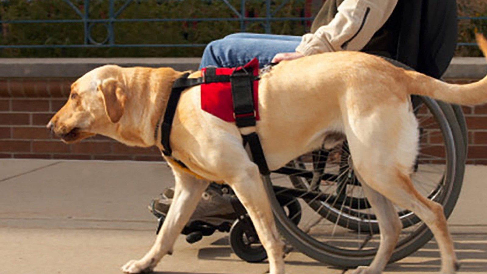 Convocatoria de solicitud para perros de asistencia