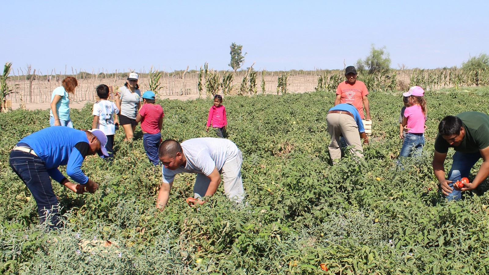 Una finca en el secano lavallino genera trabajo y arraigo