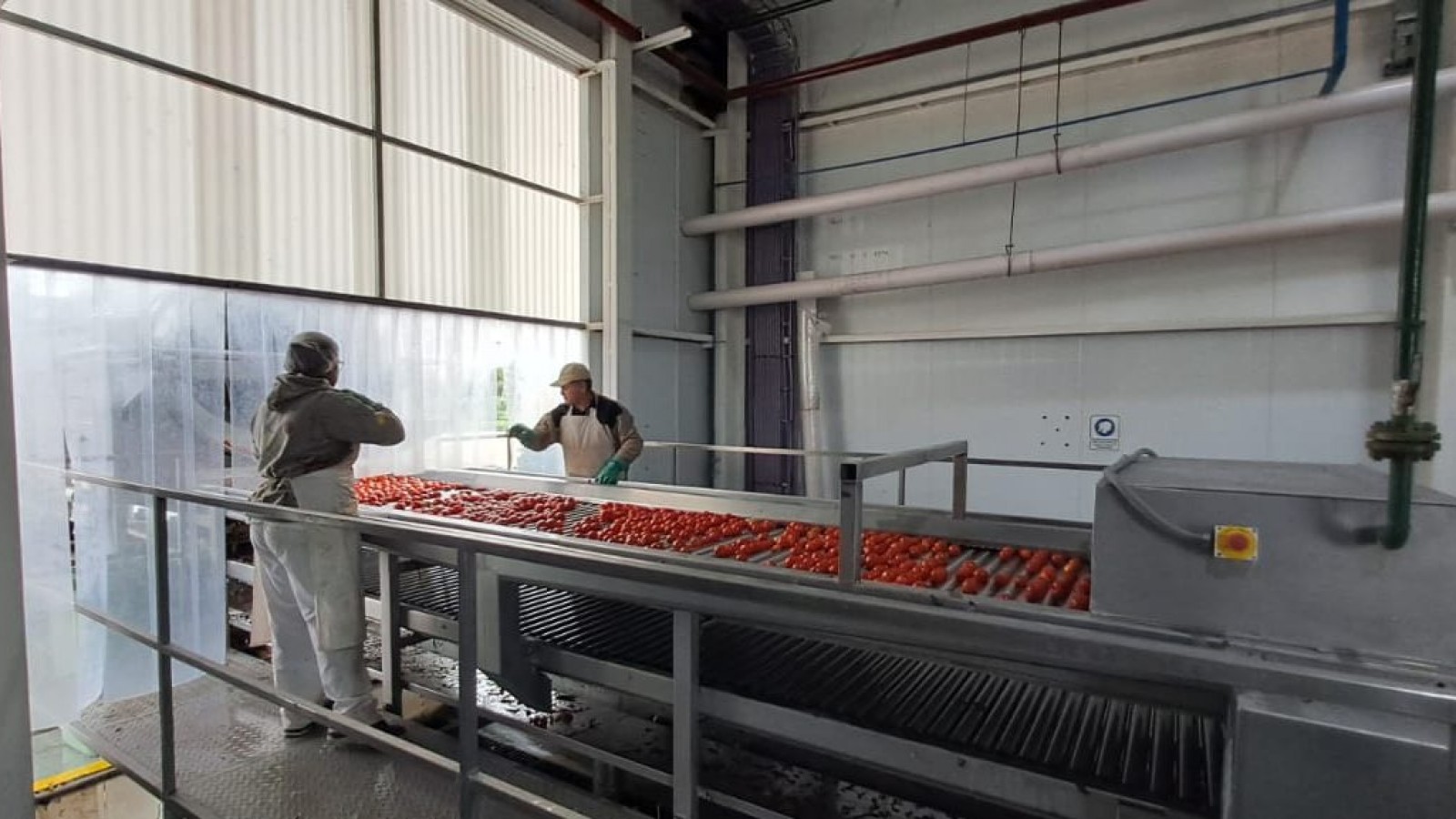 San Rafael: La Pulpera sigue avanzando: Procesa tomate y contribuye con la producción de otras industrias