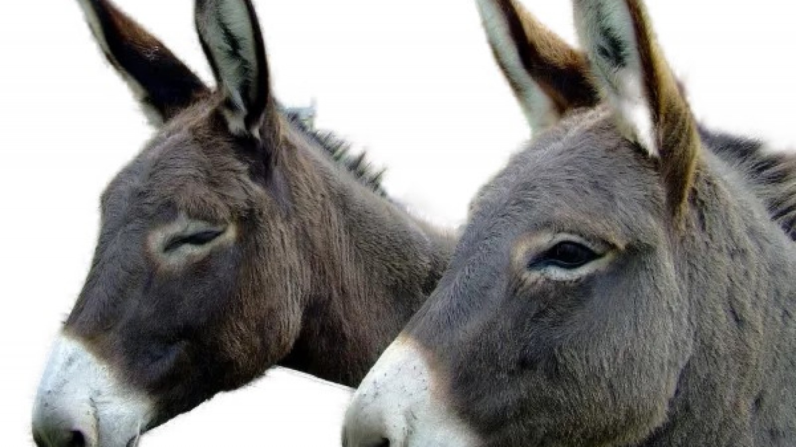 Mientras más burros, mejor.