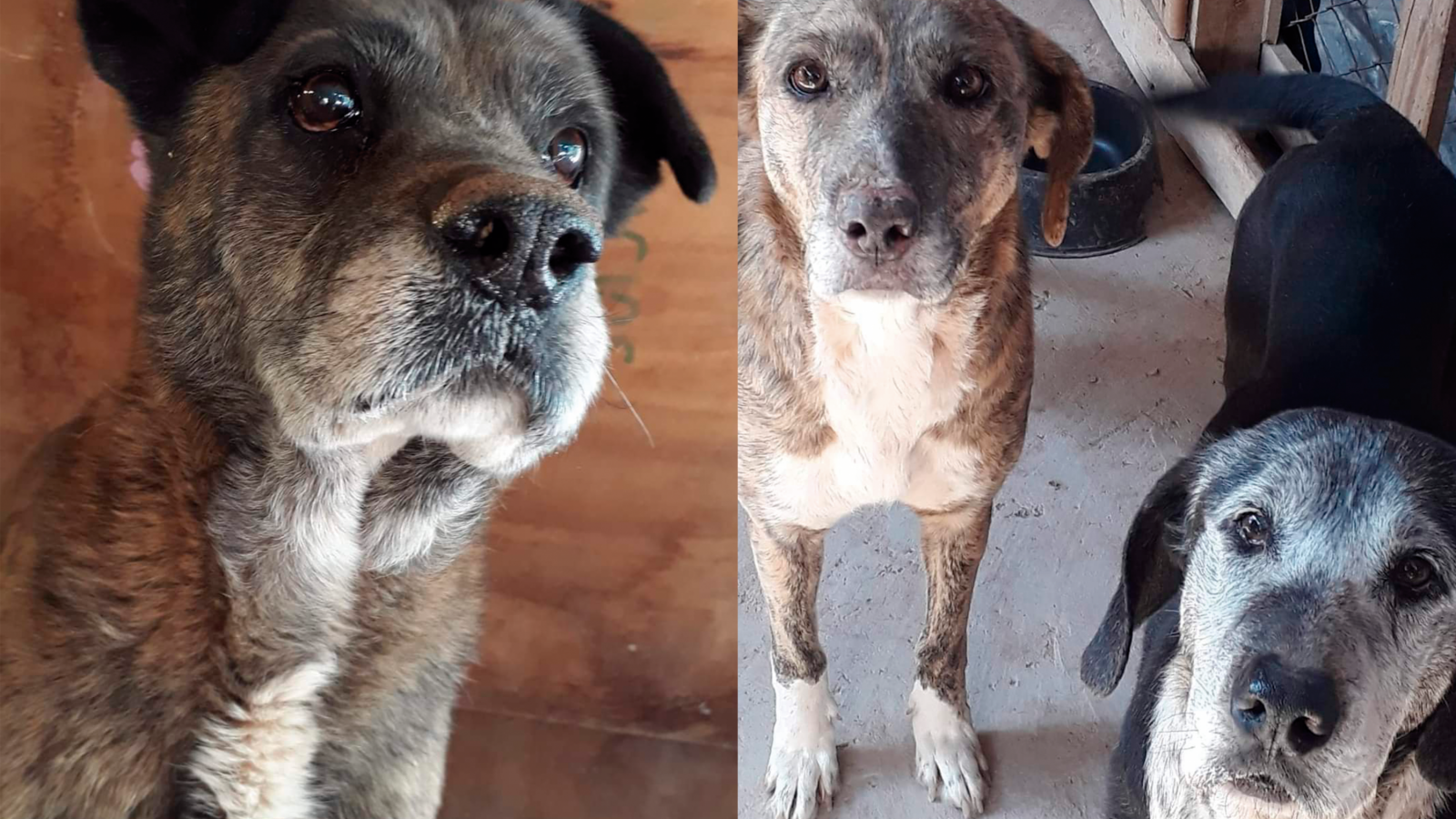 El refugio de perritos «Adultos Mayores» celebra 10 años