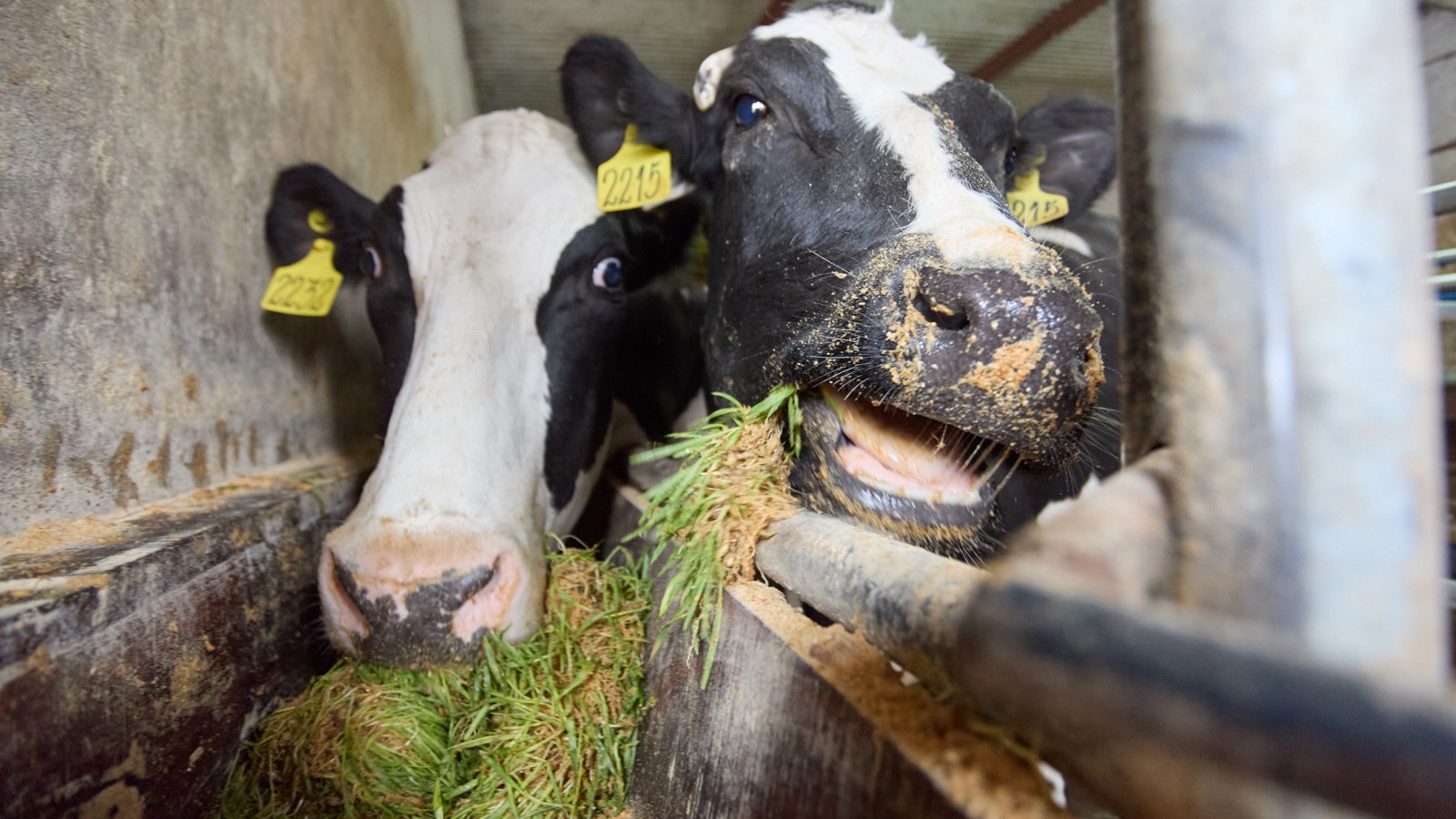 Un tambo de Las Heras ya alimenta a sus vacas con forraje hidropónico