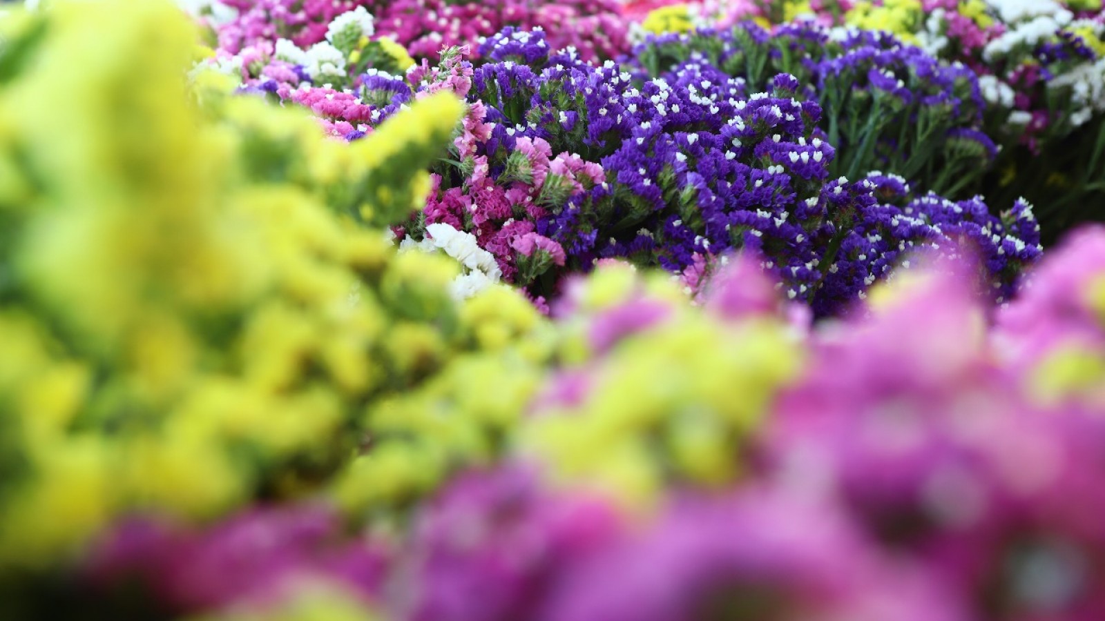 Maipú te invita a su gran mercado de flores y plantas