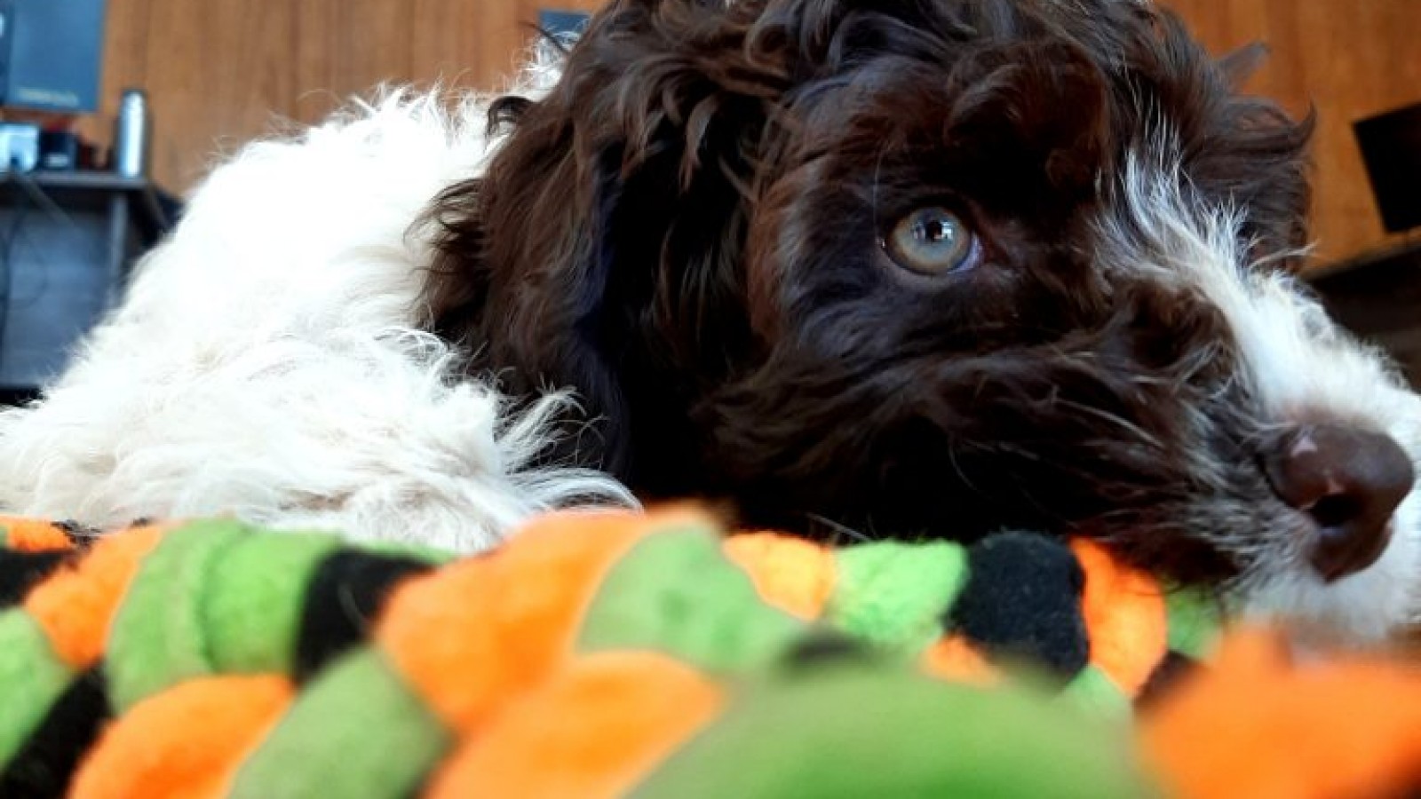 Llegó Peperina y se suma al programa «Contá conmigo»