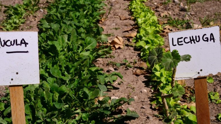 Huerta en invierno en Mendoza