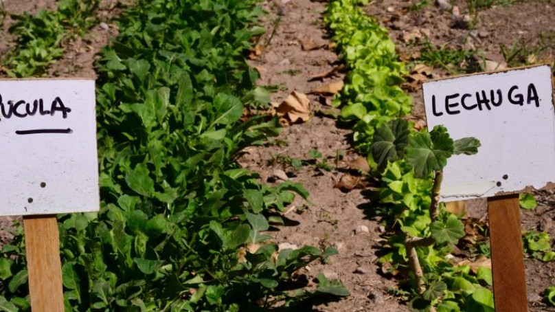 Huerta en invierno en Mendoza