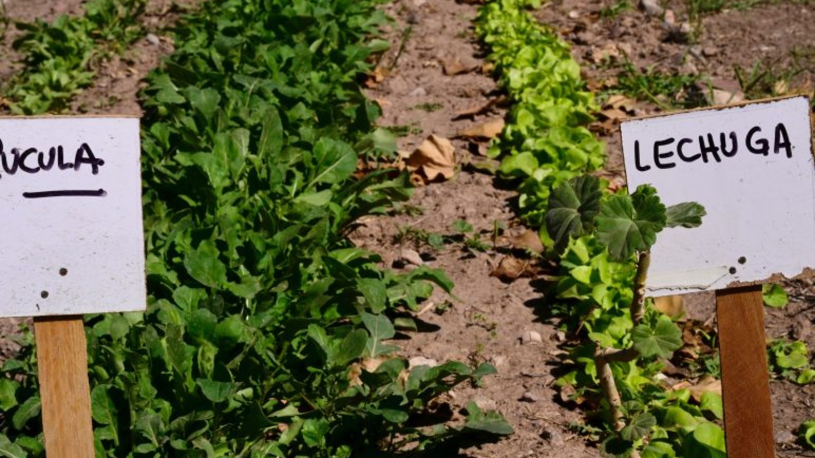 Huerta en invierno en Mendoza
