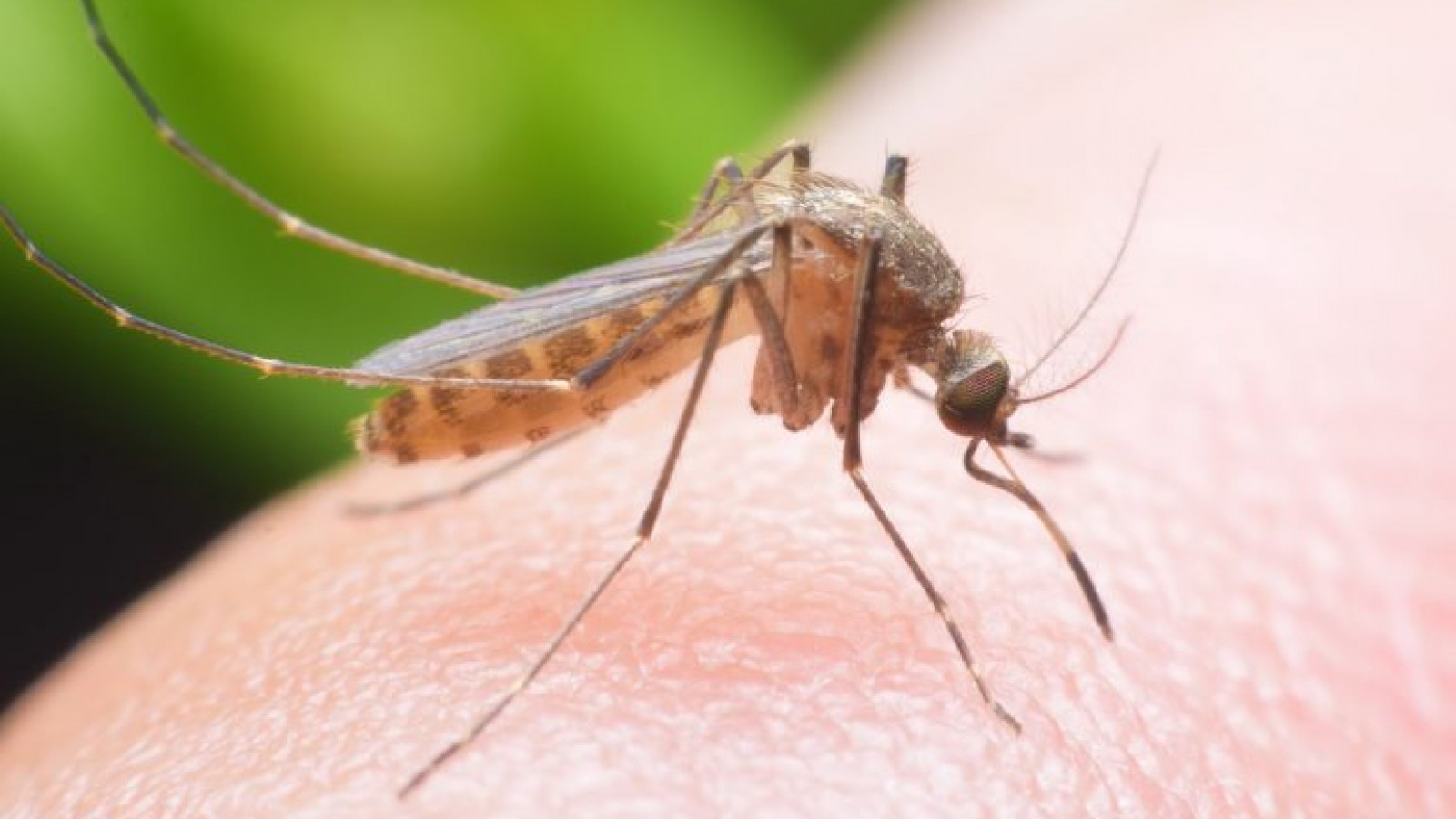 Continúa la campaña de concientización sobre el Dengue