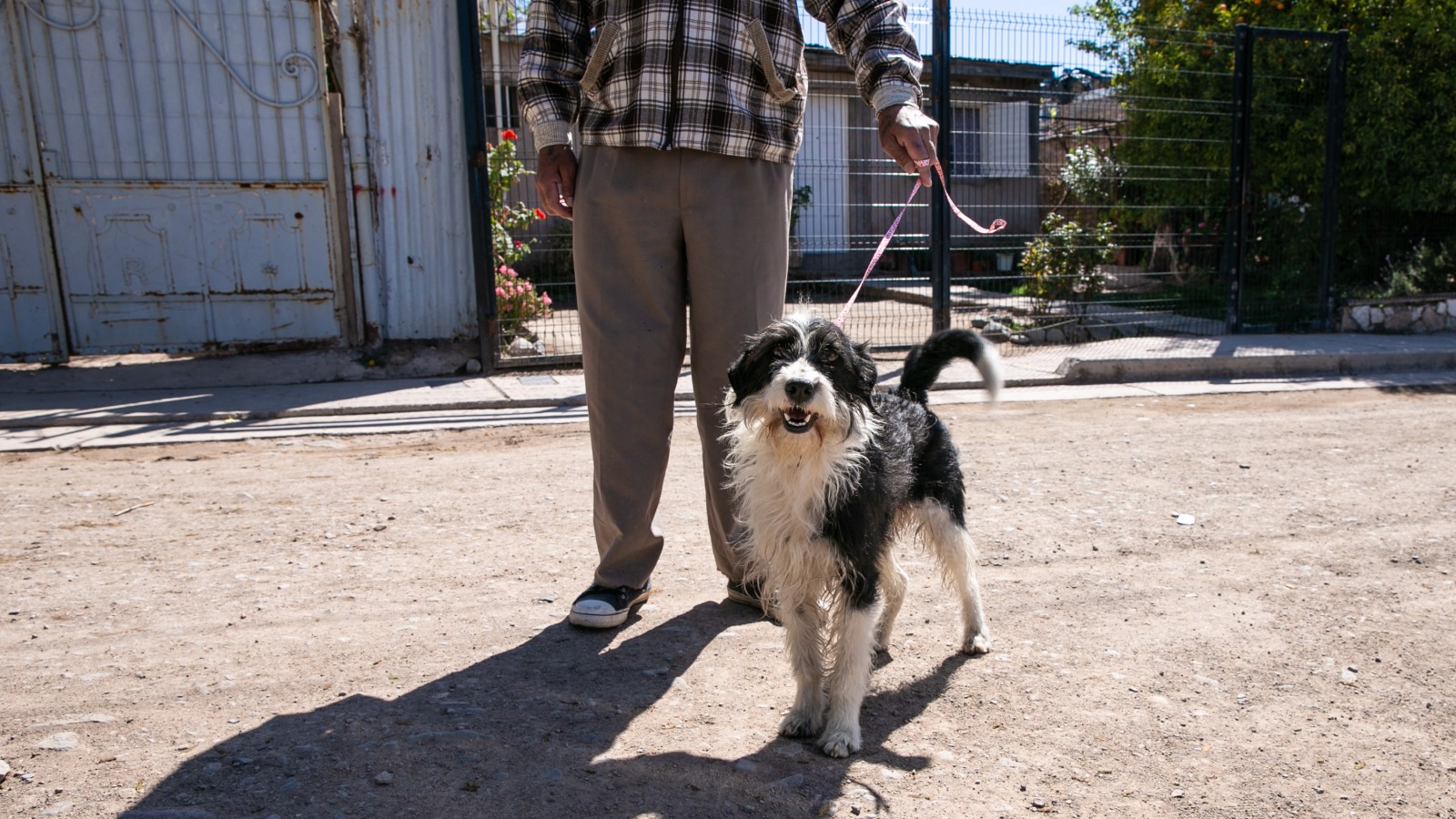 Continuarán brindando el servicio de salud animal durante la temporada de verano