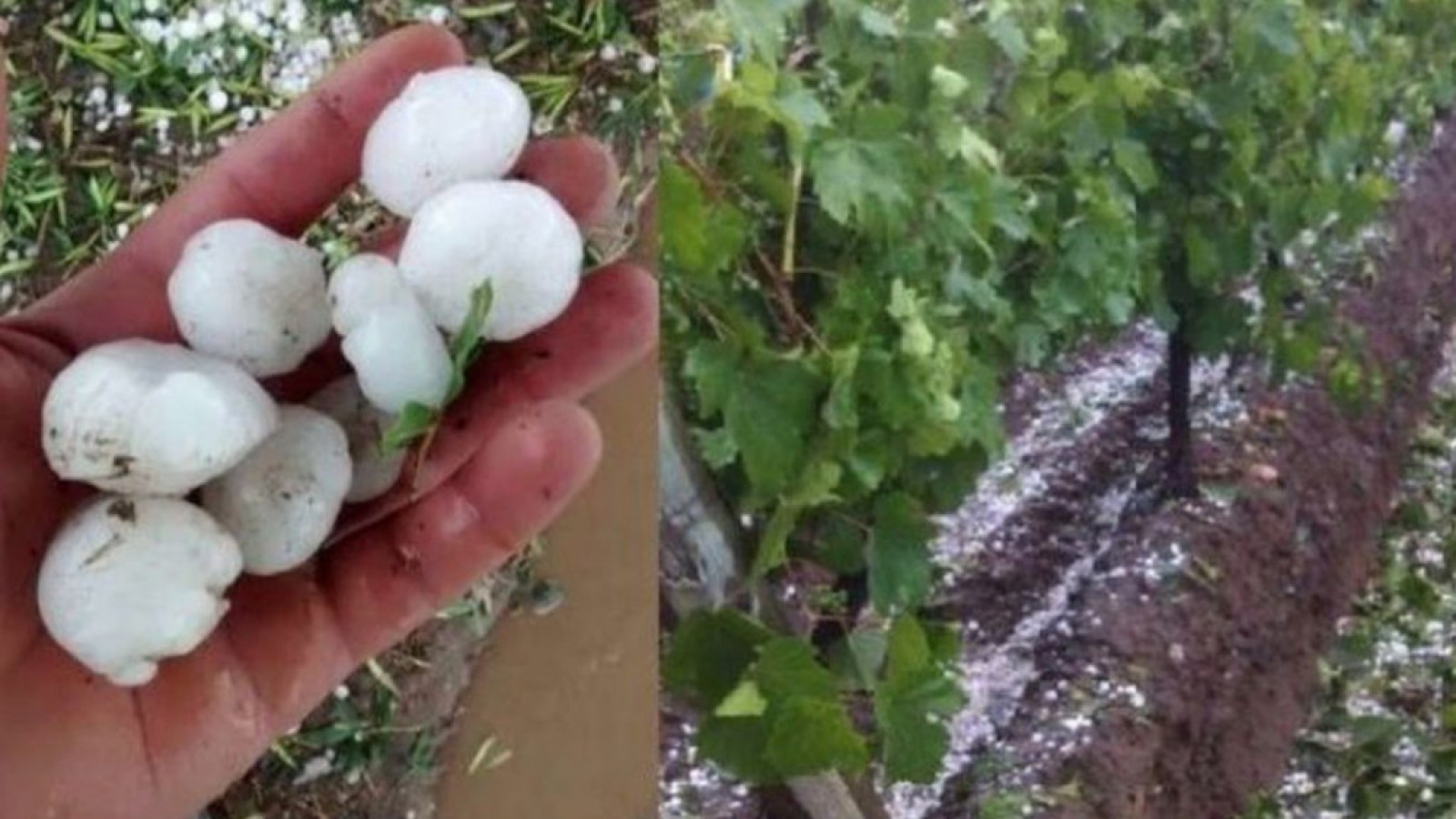 Mendoza decretó el Estado de Emergencia y Desastre Agropecuario