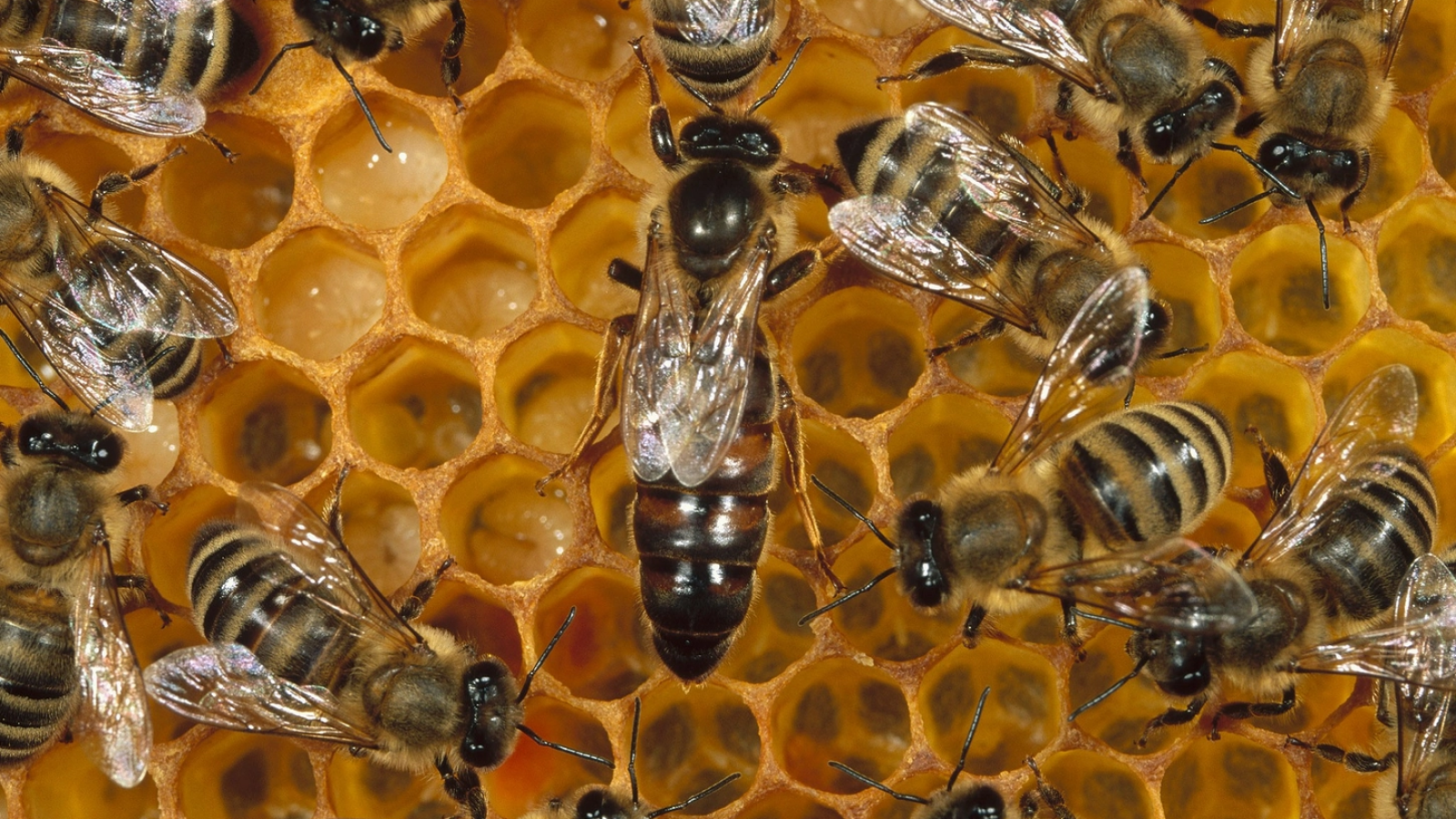 Un emjambre de abejas mató a un hombre en Córdoba este martes por la tarde